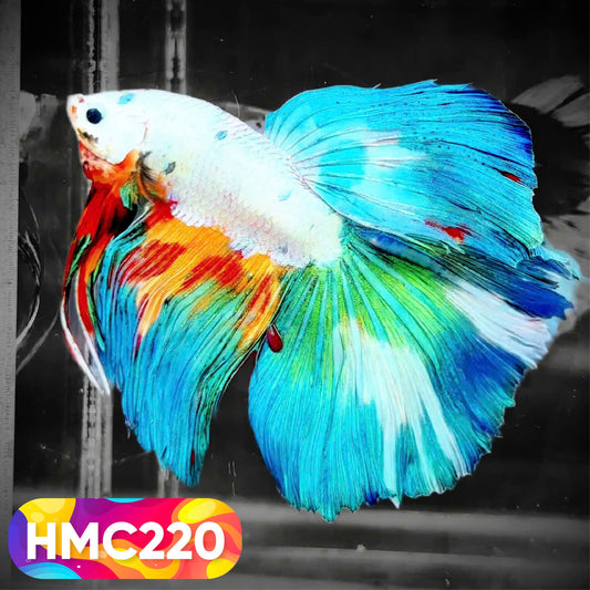 Multicolor Halfmoon Male Betta Fish | Order Directly From Farm | You Pick Fish