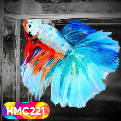 Multicolor Halfmoon Male Betta Fish | Order Directly From Farm | You Pick Fish