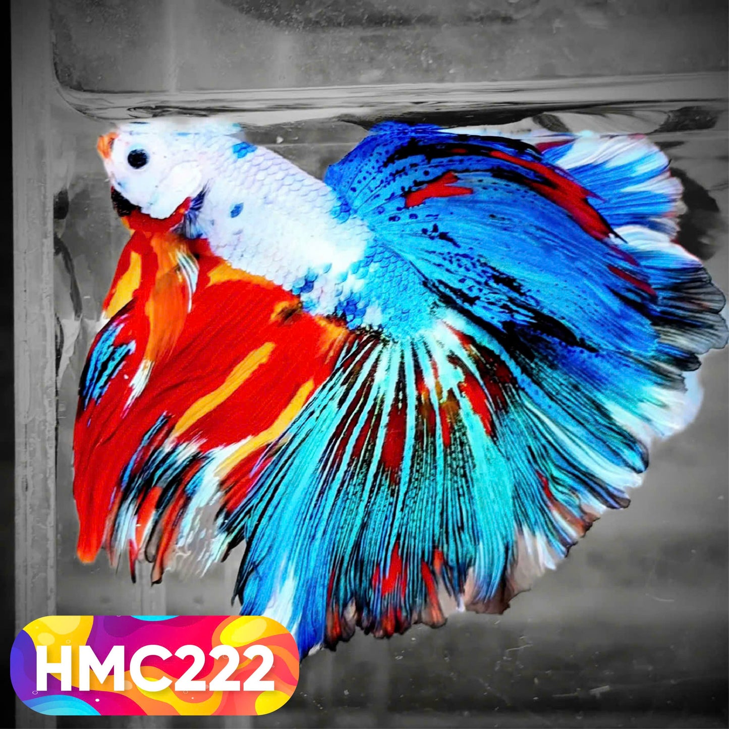 Multicolor Halfmoon Male Betta Fish | Order Directly From Farm | You Pick Fish