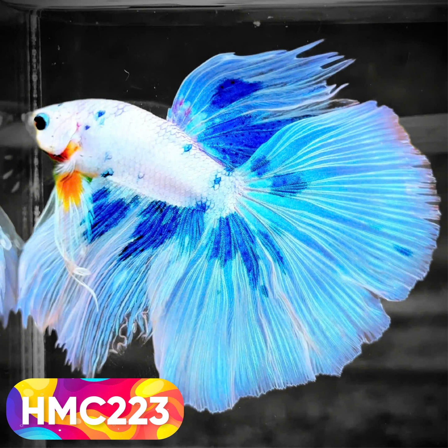 Multicolor Halfmoon Male Betta Fish | Order Directly From Farm | You Pick Fish