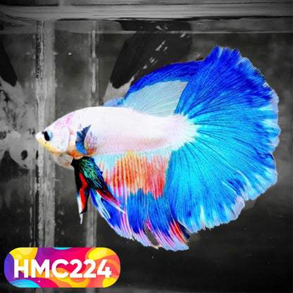 Multicolor Halfmoon Male Betta Fish | Order Directly From Farm | You Pick Fish