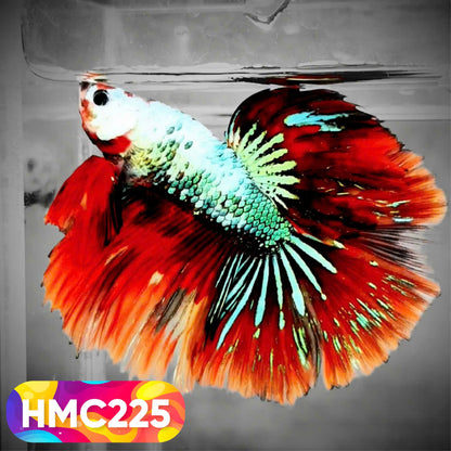 Multicolor Halfmoon Male Betta Fish | Order Directly From Farm | You Pick Fish