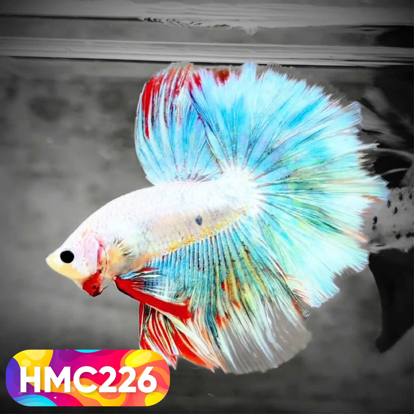 Multicolor Halfmoon Male Betta Fish | Order Directly From Farm | You Pick Fish