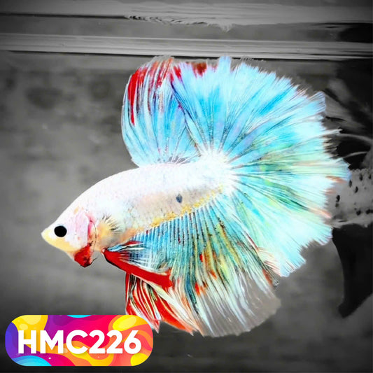 Multicolor Halfmoon Male Betta Fish | Order Directly From Farm | You Pick Fish