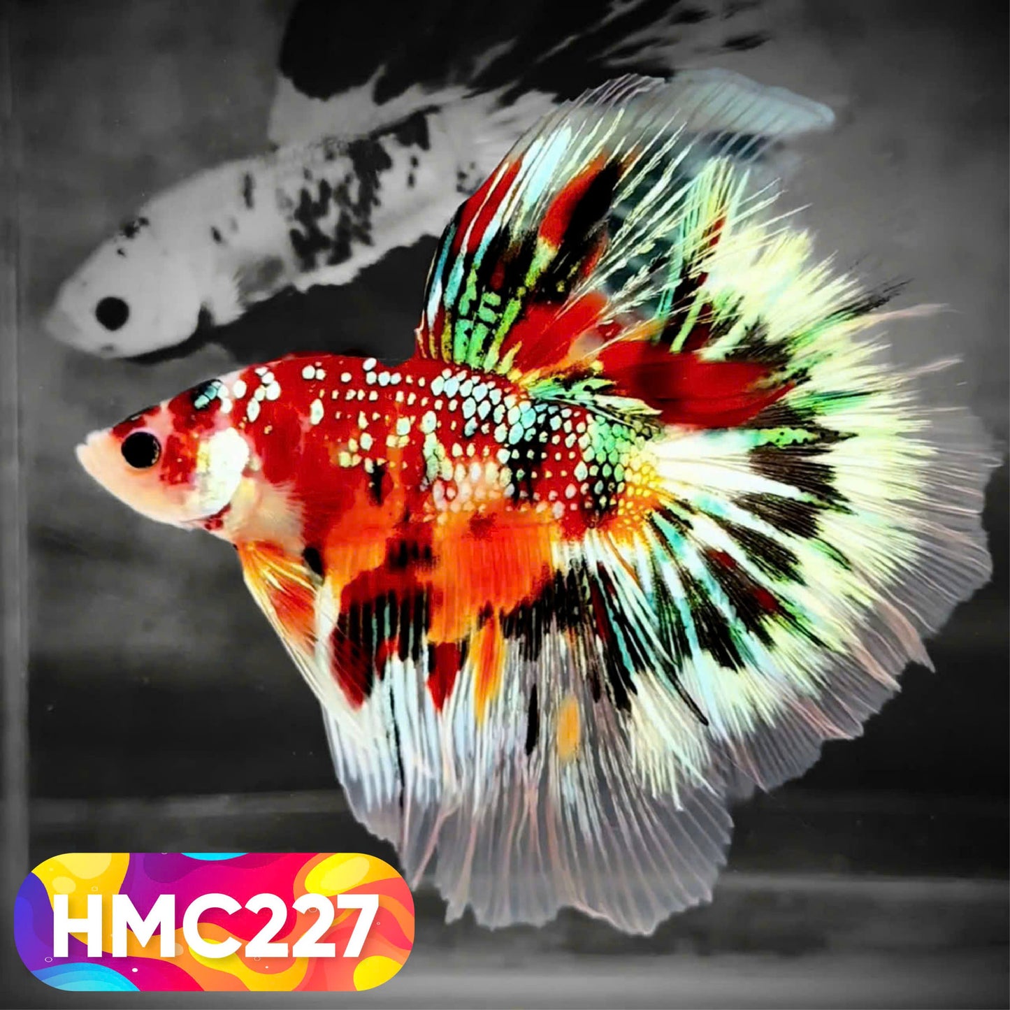 Multicolor Halfmoon Male Betta Fish | Order Directly From Farm | You Pick Fish