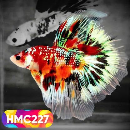 Multicolor Halfmoon Male Betta Fish | Order Directly From Farm | You Pick Fish