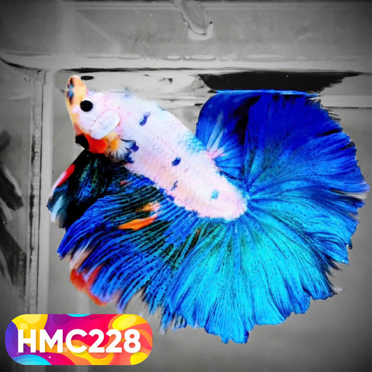 Multicolor Halfmoon Male Betta Fish | Order Directly From Farm | You Pick Fish