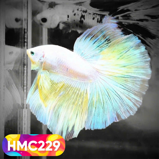 Multicolor Halfmoon Male Betta Fish | Order Directly From Farm | You Pick Fish
