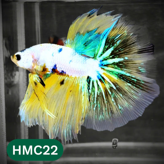 Multicolor Halfmoon Male Betta Fish | Order Directly From Farm | You Pick Fish