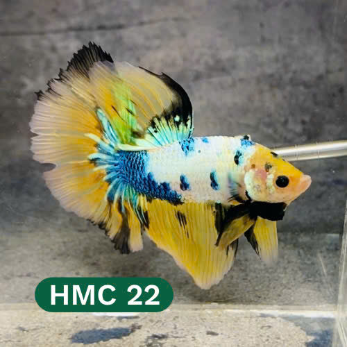 Multicolor Halfmoon Male Betta Fish | High Grade | Order Directly From Farm |  You Pick Fish |