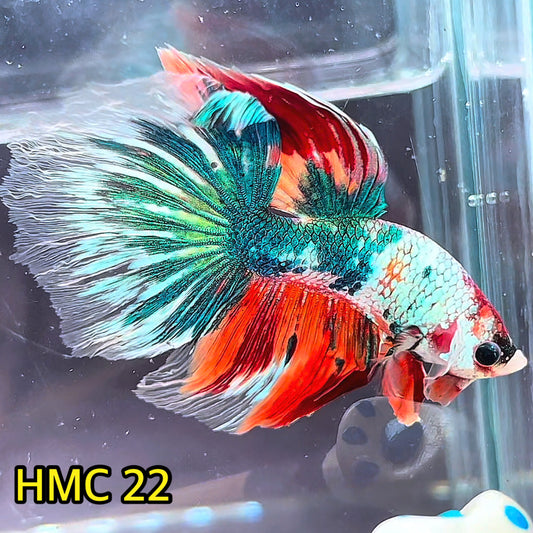 Multicolor Halfmoon Male Betta Fish | High Grade | Order Directly From Farm|  You Pick Fish |