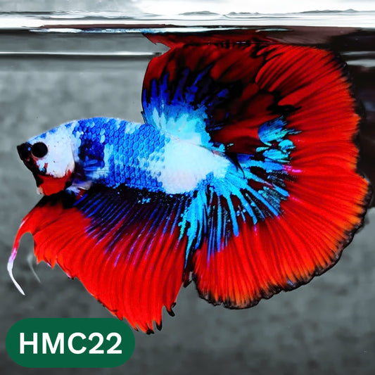 Multicolor Halfmoon Male Betta Fish | High Grade | Order Directly From Farm |  You Pick Fish |
