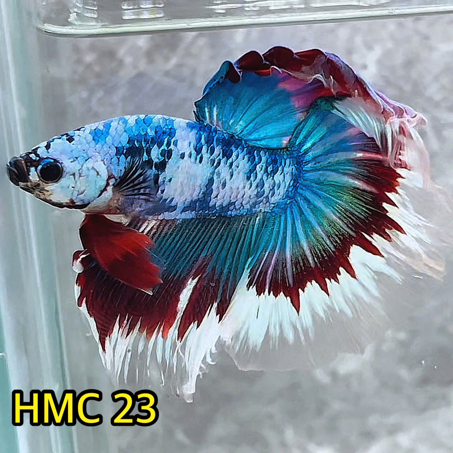 Multicolor Halfmoon Male Betta Fish | High Grade | Order Directly From Farm|  You Pick Fish |