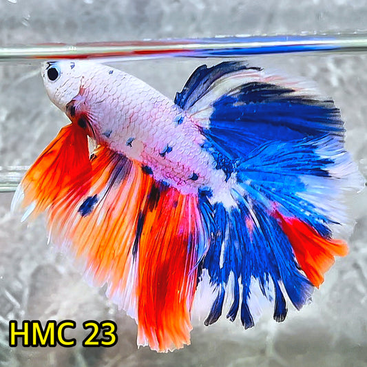 Multicolor Halfmoon Male Betta Fish | High Grade | Order Directly From Farm|  You Pick Fish |