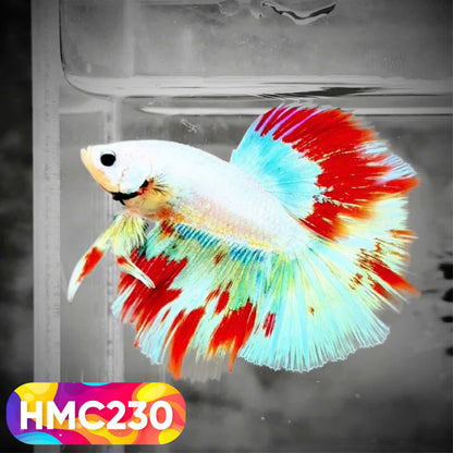Multicolor Halfmoon Male Betta Fish | Order Directly From Farm | You Pick Fish