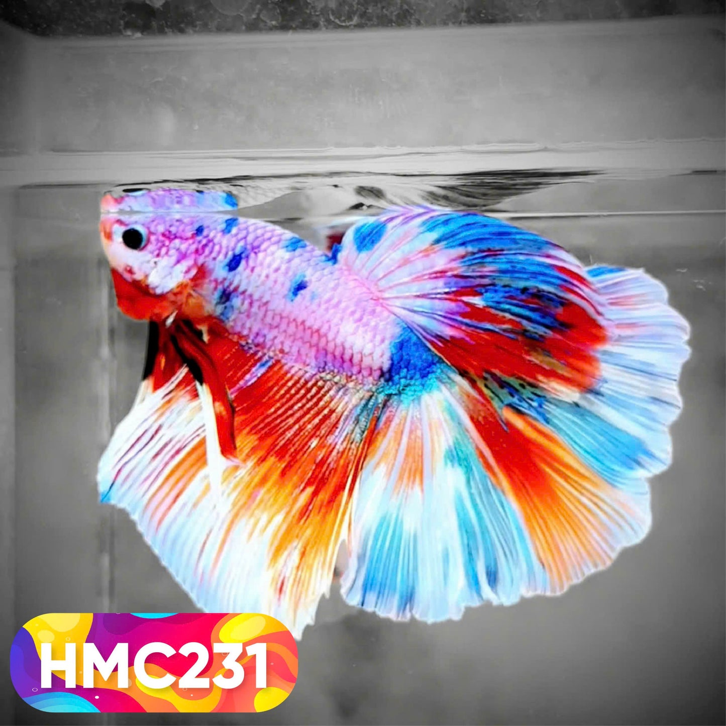 Multicolor Halfmoon Male Betta Fish | Order Directly From Farm | You Pick Fish