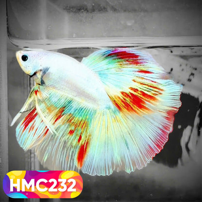 Multicolor Halfmoon Male Betta Fish | Order Directly From Farm | You Pick Fish