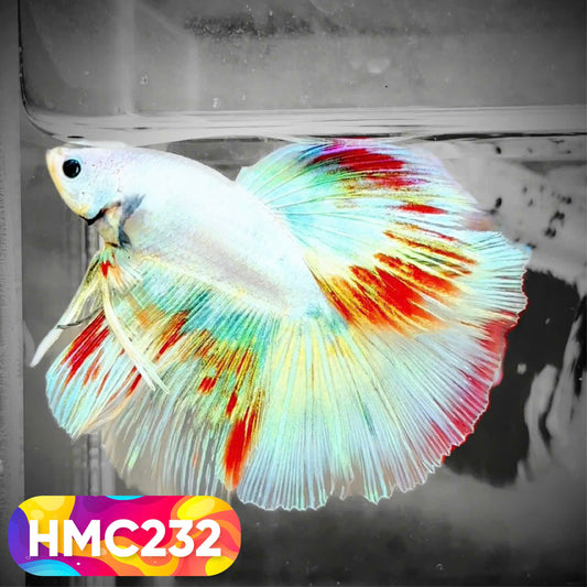 Multicolor Halfmoon Male Betta Fish | Order Directly From Farm | You Pick Fish