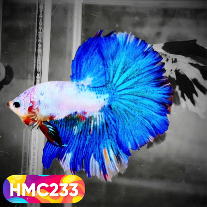 Multicolor Halfmoon Male Betta Fish | Order Directly From Farm | You Pick Fish