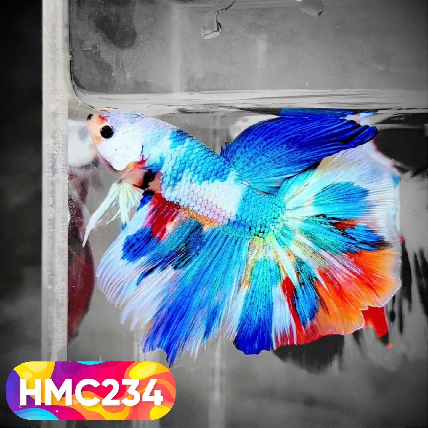 Multicolor Halfmoon Male Betta Fish | Order Directly From Farm | You Pick Fish