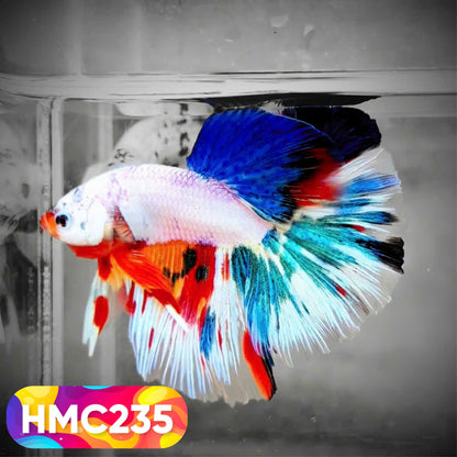 Multicolor Halfmoon Male Betta Fish | Order Directly From Farm | You Pick Fish