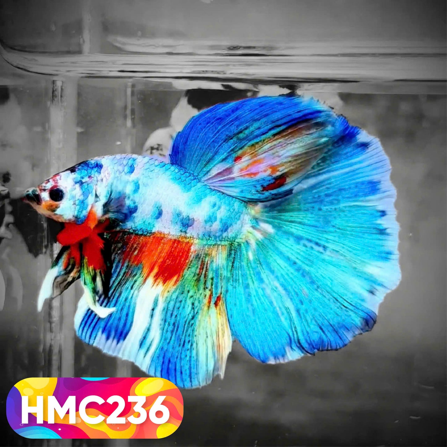 Multicolor Halfmoon Male Betta Fish | Order Directly From Farm | You Pick Fish
