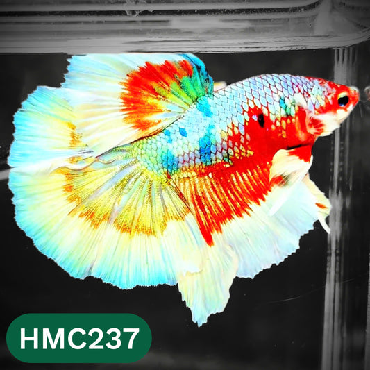 Multicolor Halfmoon Male Betta Fish | High Grade | Order Directly From Farm |  You Pick Fish |