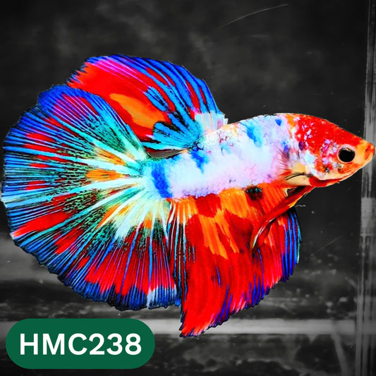 Multicolor Halfmoon Male Betta Fish | High Grade | Order Directly From Farm |  You Pick Fish |