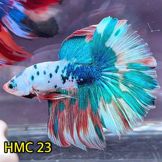 Multicolor Halfmoon Male Betta Fish | High Grade | Order Directly From Farm|  You Pick Fish |