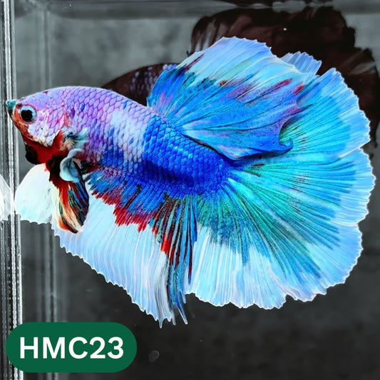 Multicolor Halfmoon Male Betta Fish | High Grade | Order Directly From Farm |  You Pick Fish |