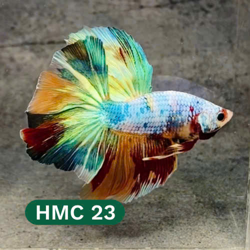 Multicolor Halfmoon Male Betta Fish | High Grade | Order Directly From Farm |  You Pick Fish |