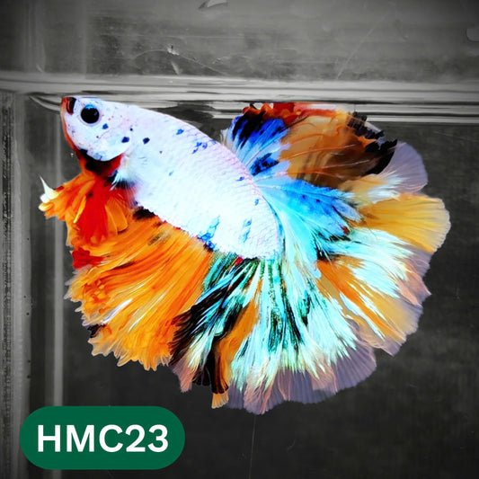 Multicolor Halfmoon Male Betta Fish | Order Directly From Farm | You Pick Fish