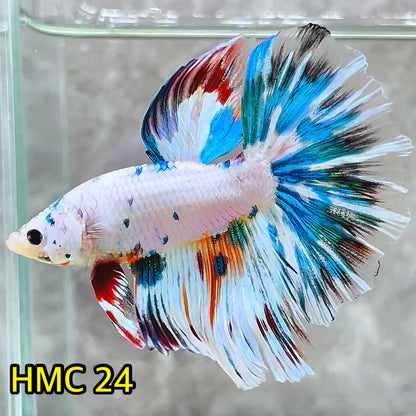 Multicolor Halfmoon Male Betta Fish | High Grade | Order Directly From Farm|  You Pick Fish |