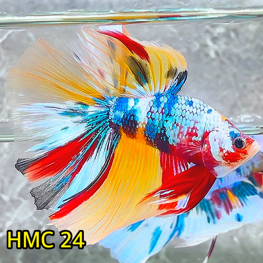 Multicolor Halfmoon Male Betta Fish | High Grade | Order Directly From Farm|  You Pick Fish |