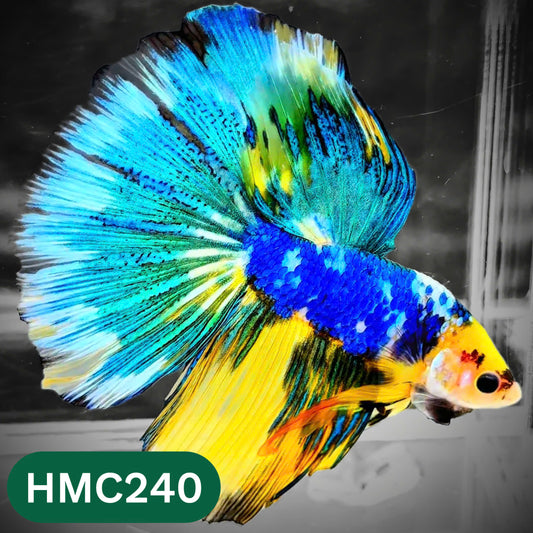 Multicolor Halfmoon Male Betta Fish | High Grade | Order Directly From Farm |  You Pick Fish |