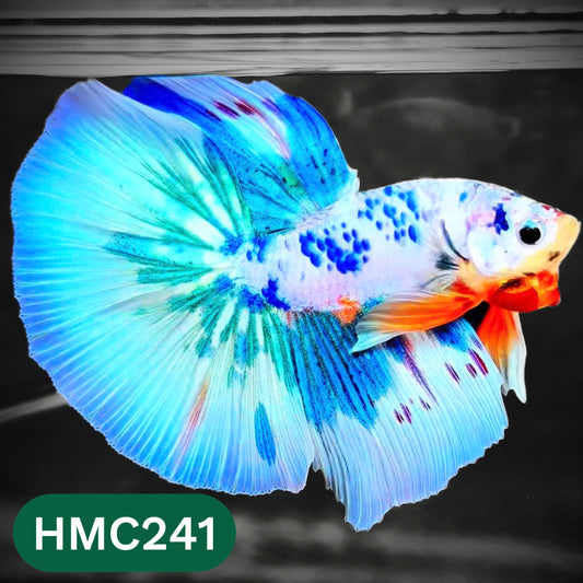 Multicolor Halfmoon Male Betta Fish | High Grade | Order Directly From Farm |  You Pick Fish |