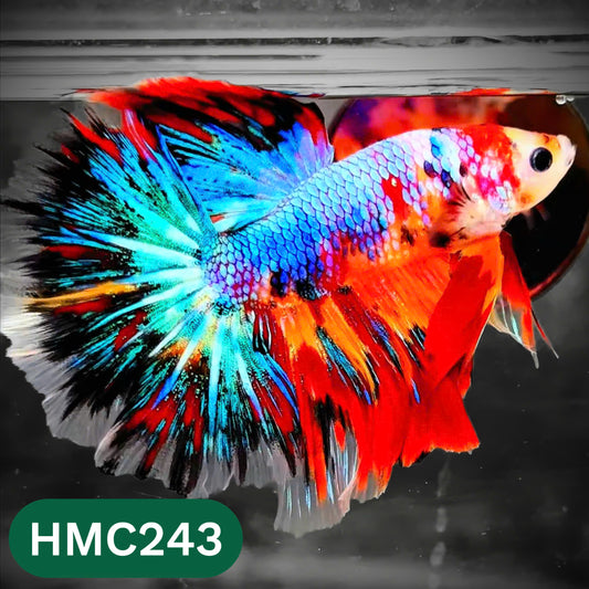 Multicolor Halfmoon Male Betta Fish | High Grade | Order Directly From Farm |  You Pick Fish |