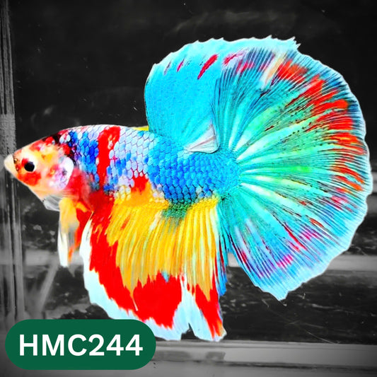 Multicolor Halfmoon Male Betta Fish | High Grade | Order Directly From Farm |  You Pick Fish |