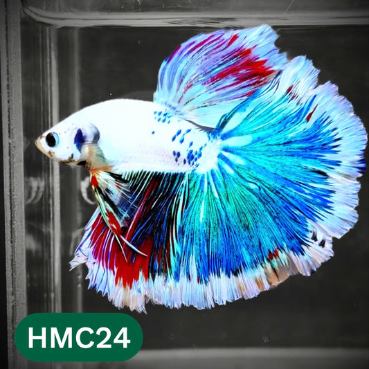 Multicolor Halfmoon Male Betta Fish | Order Directly From Farm | You Pick Fish