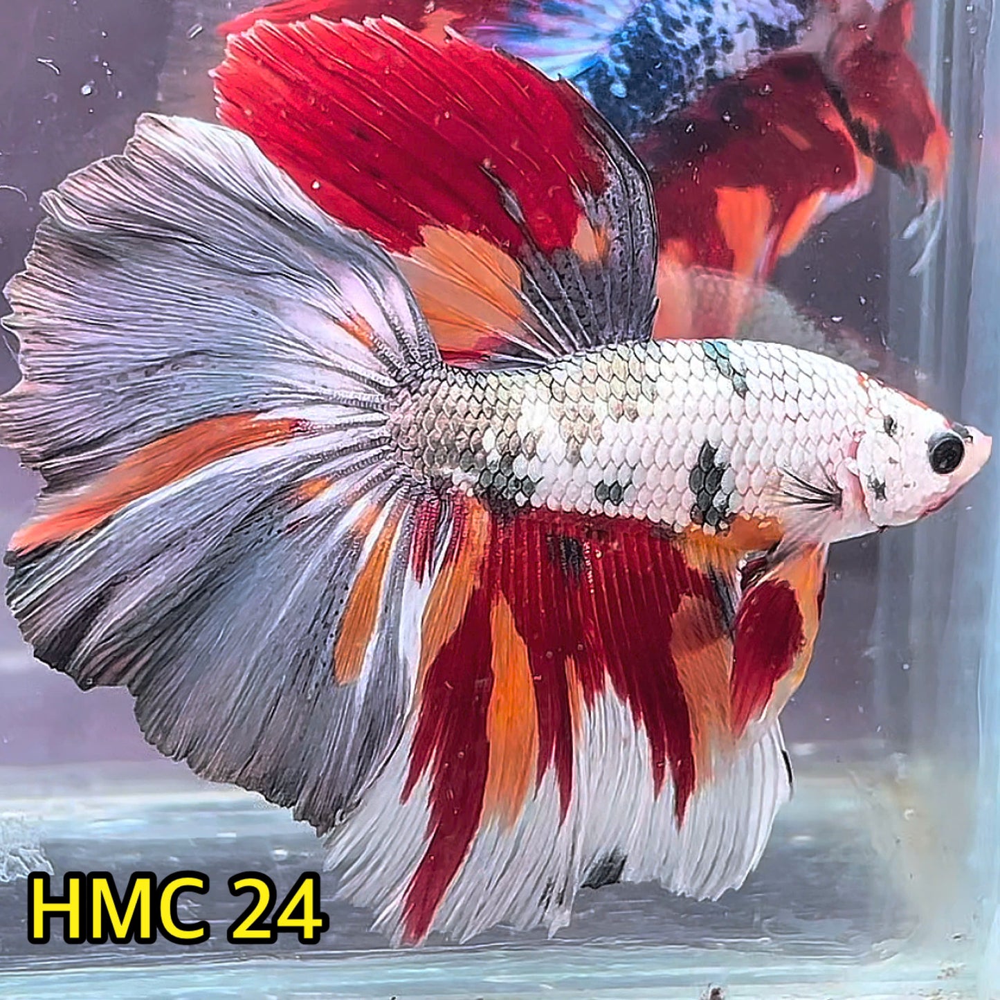 Multicolor Halfmoon Male Betta Fish | High Grade | Order Directly From Farm|  You Pick Fish |