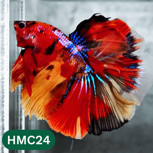 Multicolor Halfmoon Male Betta Fish | High Grade | Order Directly From Farm |  You Pick Fish |