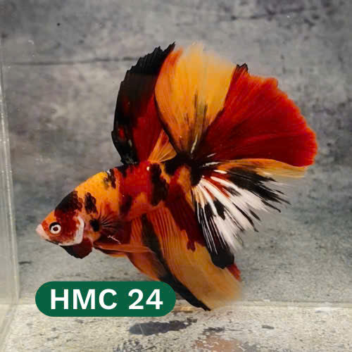 Multicolor Halfmoon Male Betta Fish | High Grade | Order Directly From Farm |  You Pick Fish |