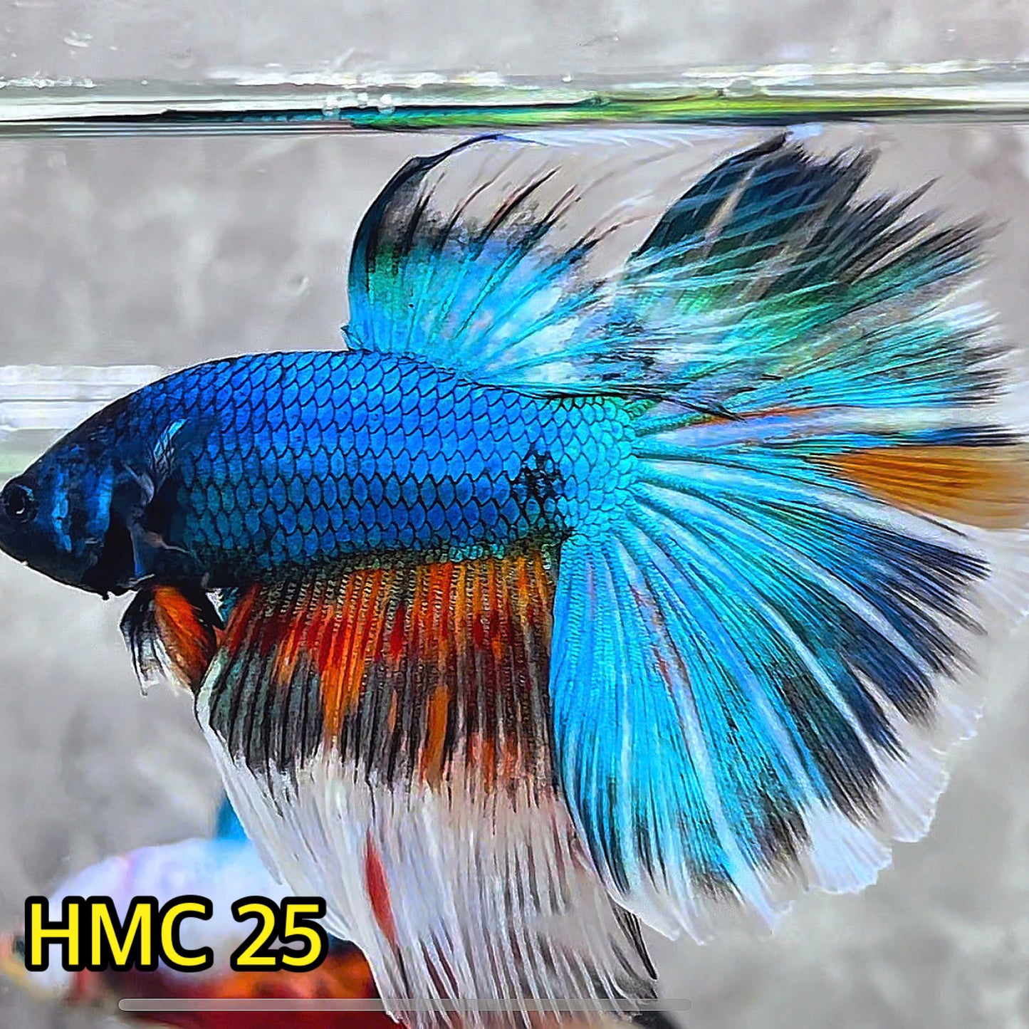 Multicolor Halfmoon Male Betta Fish | High Grade | Order Directly From Farm|  You Pick Fish |