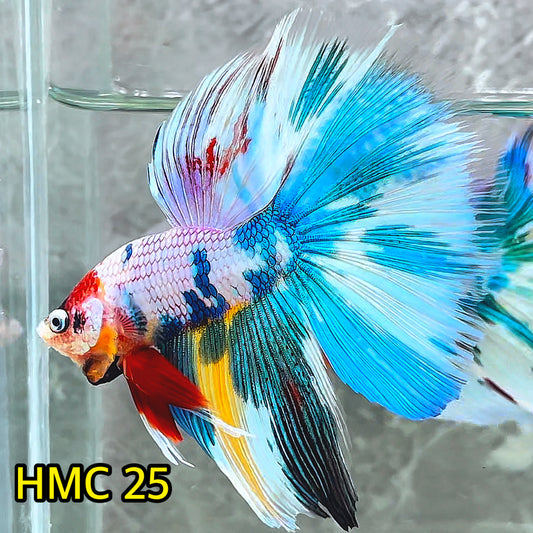 Multicolor Halfmoon Male Betta Fish | High Grade | Order Directly From Farm|  You Pick Fish |