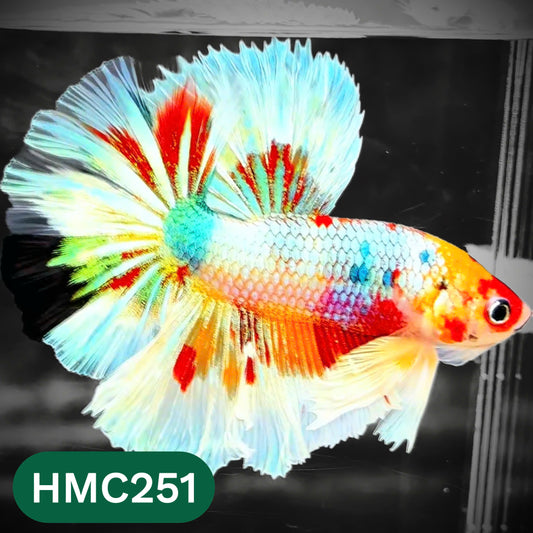 Multicolor Halfmoon Male Betta Fish | High Grade | Order Directly From Farm |  You Pick Fish |