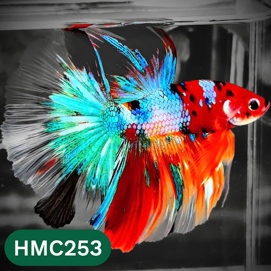 Multicolor Halfmoon Male Betta Fish | High Grade | Order Directly From Farm |  You Pick Fish |