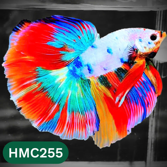 Multicolor Halfmoon Male Betta Fish | High Grade | Order Directly From Farm |  You Pick Fish |