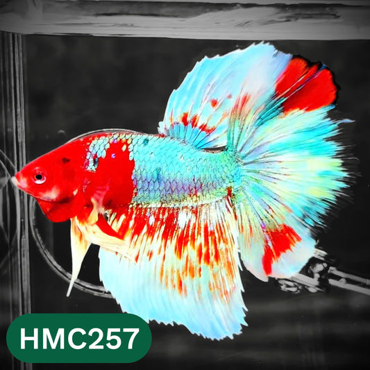 Multicolor Halfmoon Male Betta Fish | High Grade | Order Directly From Farm |  You Pick Fish |