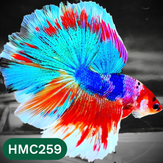 Multicolor Halfmoon Male Betta Fish | High Grade | Order Directly From Farm |  You Pick Fish |