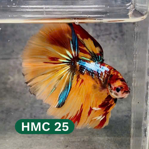 Multicolor Halfmoon Male Betta Fish | High Grade | Order Directly From Farm |  You Pick Fish |